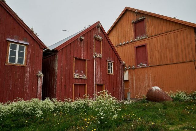 Dreizehenmöwen (Rissa tridactyla) - Pomorenmuseum Vardø
