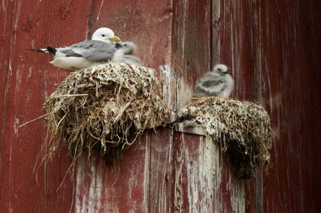 Dreizehenmöwen (Rissa tridactyla) mit Nachwuchs - Pomorenmuseum Vardø