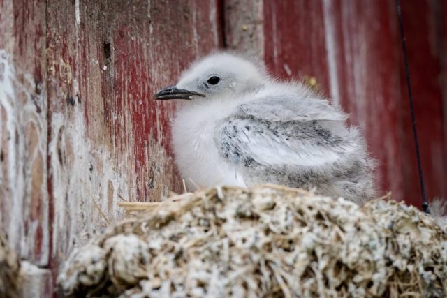 Dreizehenmöwennachwuchs (Rissa tridactyla) - Pomorenmuseum Vardø