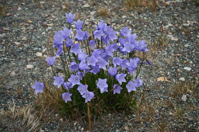Naturschutzgebiet Tanamuningen