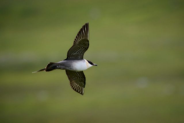 Schmarotzerraubmöwe (Stercocarius parasiticus)