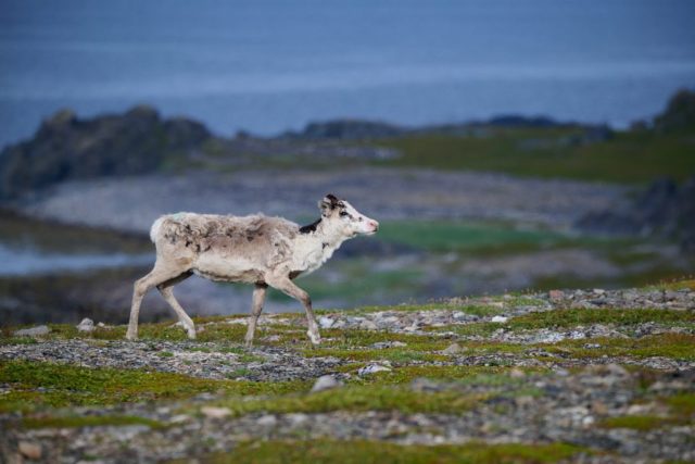 Rentier auf Ekkerøy