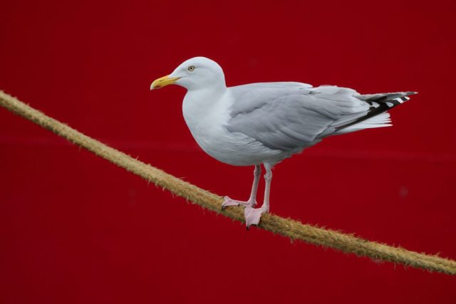 Silbermöwe im Hafen von Berlevåg