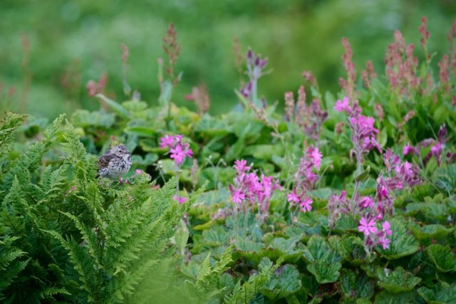 Wiesenpieper (Anthus pratensis) - Hornøya