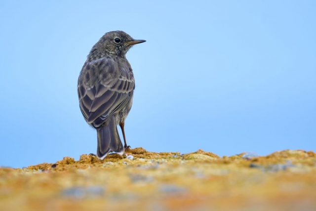 Strandpieper (Anthus petrosus) - Hornøya