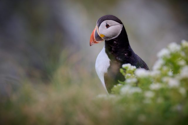 Papageitaucher (Fratercula arctica)