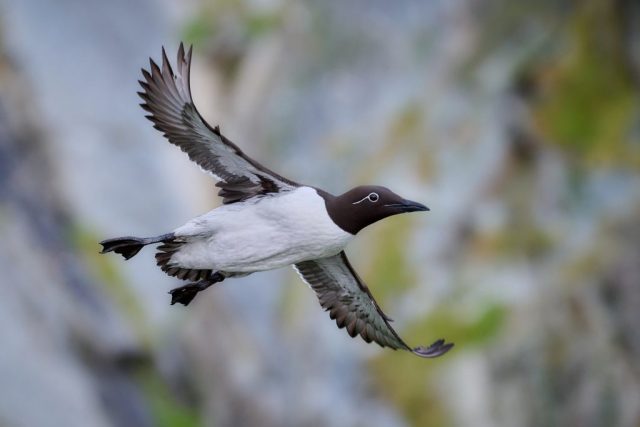 Trottellumme (hier sogenannte "Brillenlumme")