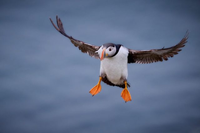 Papageitaucher (Fratercula arctica) - Hornøya