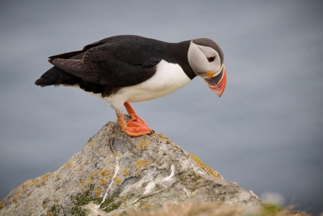 Papageitaucher (Fratercula arctica)