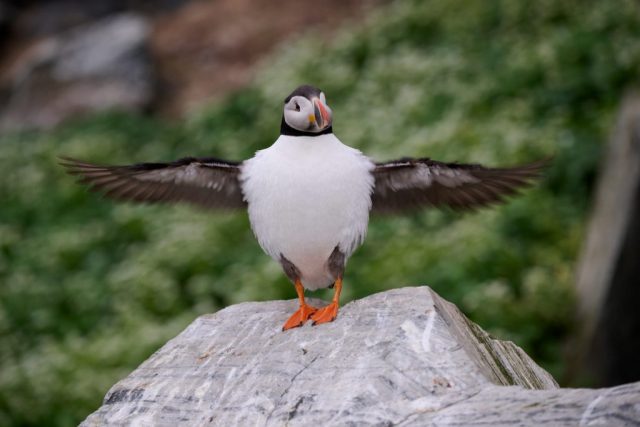 Papageitaucher (Fratercula arctica)