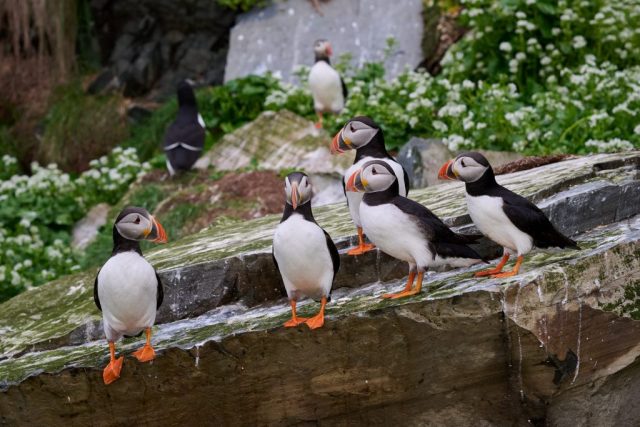 Papageitaucher (Fratercula arctica) bei der Konversation