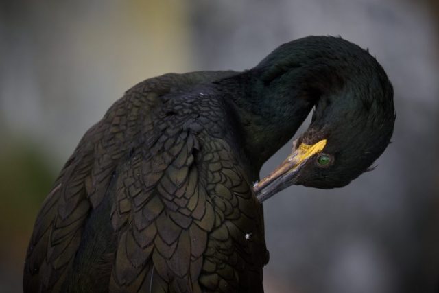 Krähenscharbe (Phalacrocorax aristotelis) - Hornøya