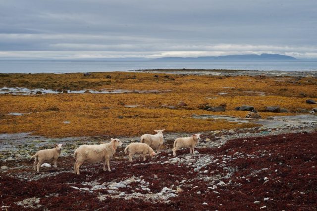 Blick auf den Varangerfjord (von der Nordseite aus)