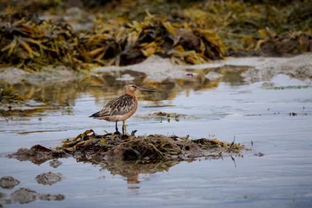 Pfuhlschnepfe (Limosa lapponica)